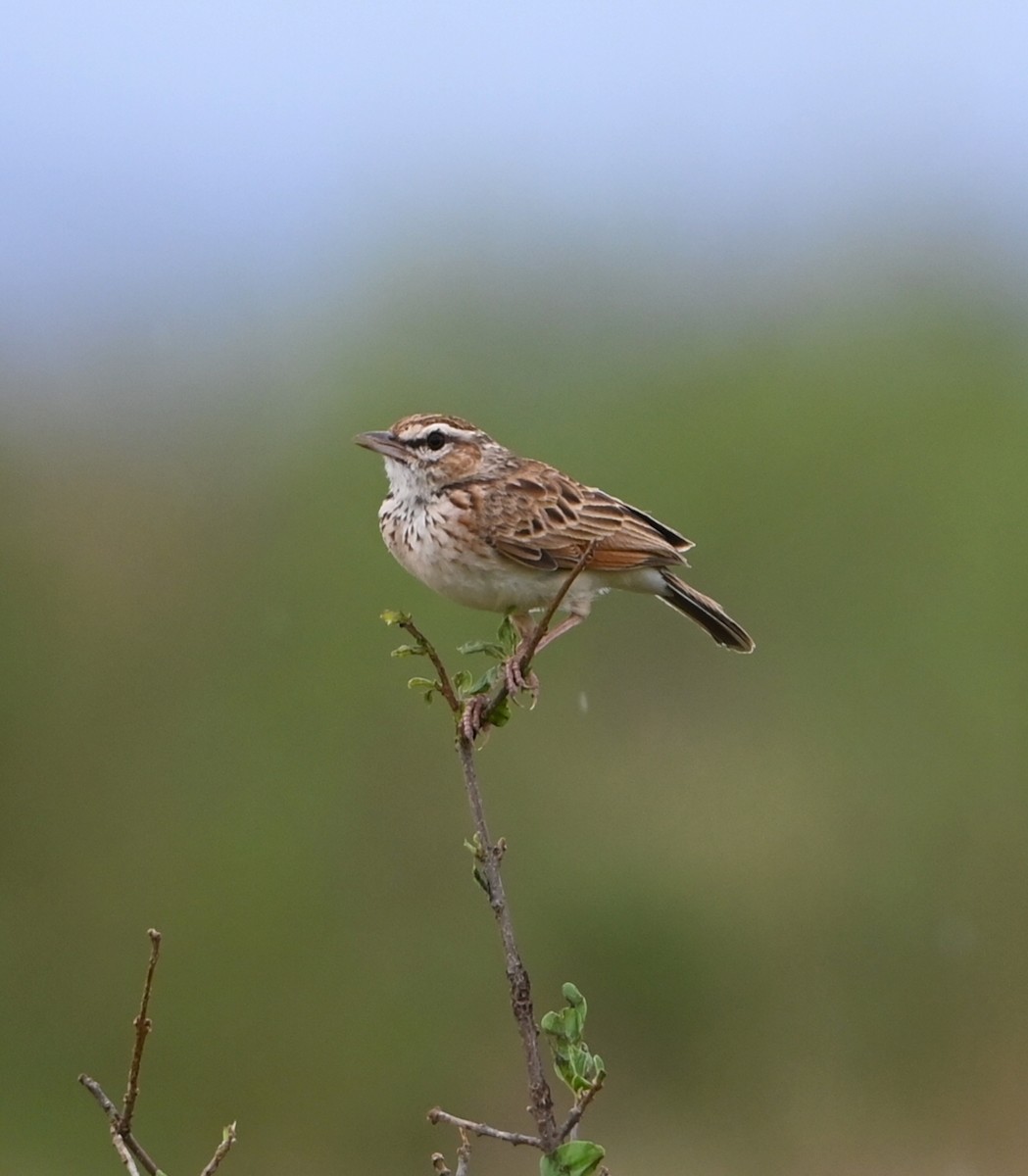 Fawn-colored Lark (Foxy) - ML644536039