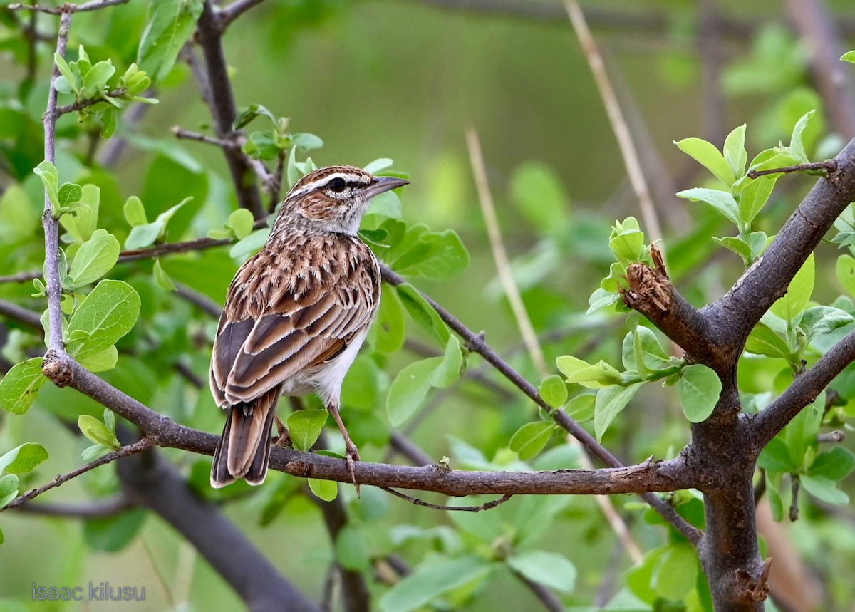 Fawn-colored Lark (Foxy) - ML644536040