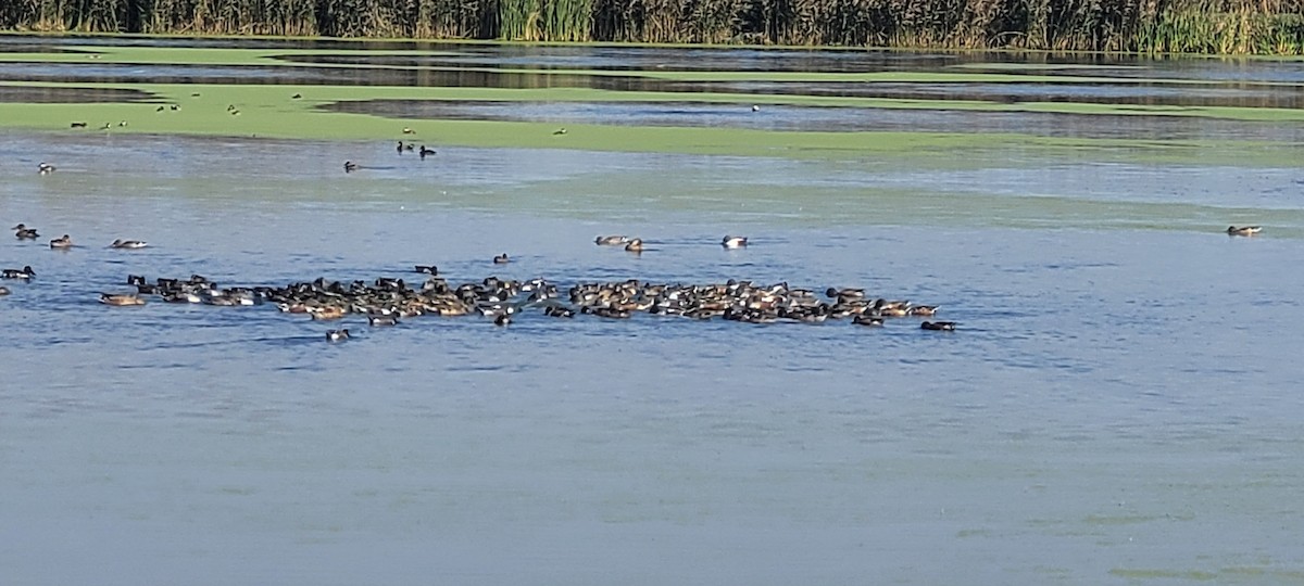 Ahate mokozabal zuria - ML644536065