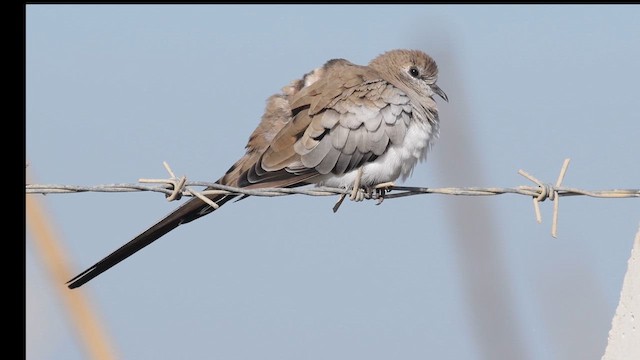 Namaqua Dove - ML644536068