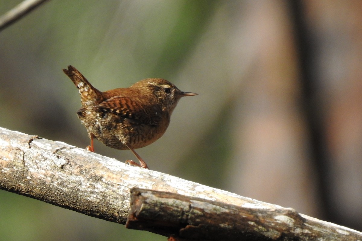 Eurasian Wren - ML644536074