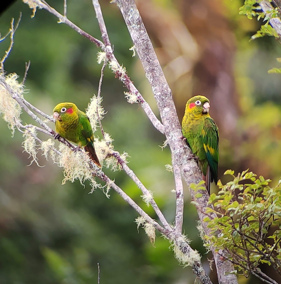 Котора коста-риканський - ML644536075