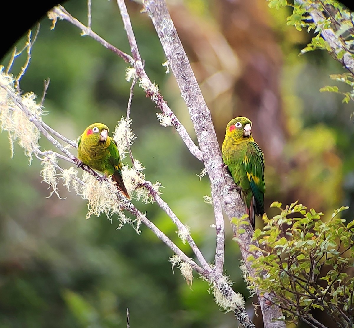 Котора коста-риканський - ML644536076