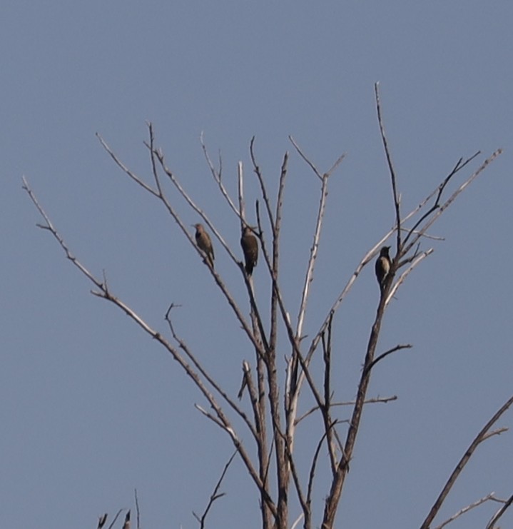Northern Flicker - ML644536080