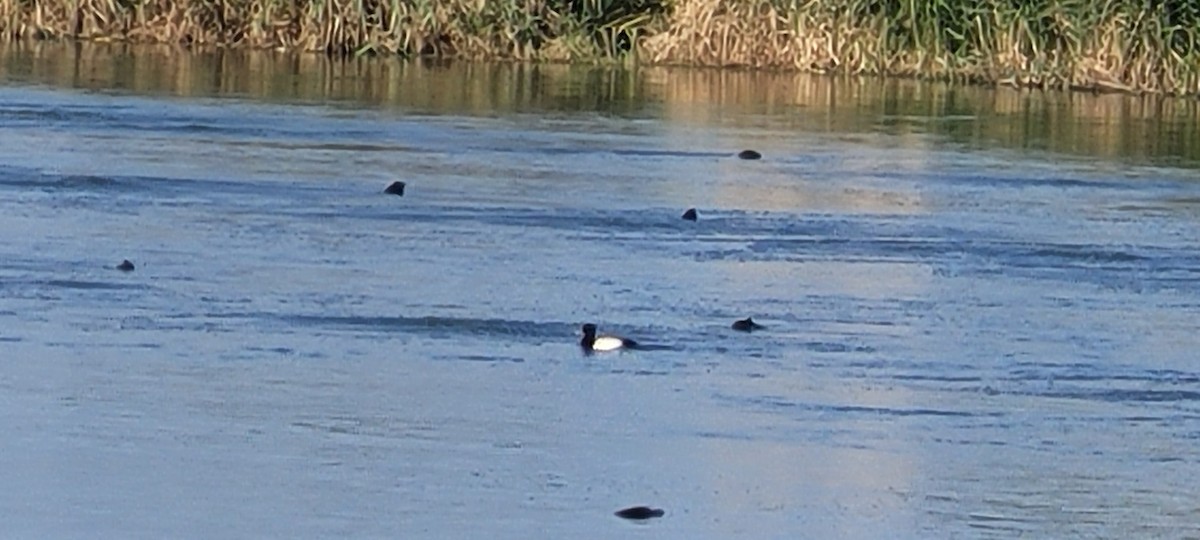 Ring-necked Duck - ML644536081