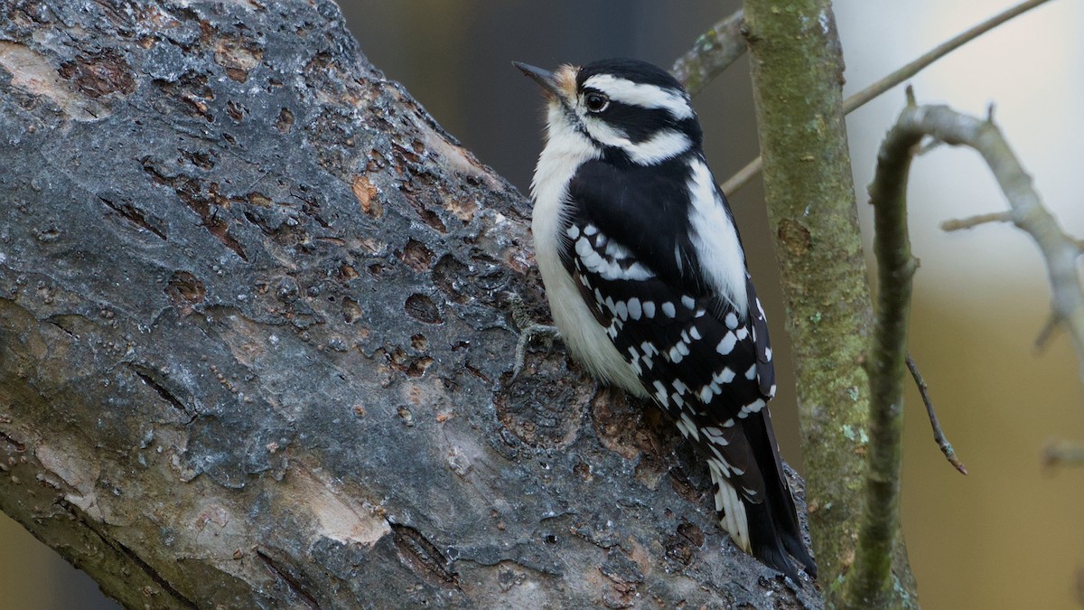 Downy Woodpecker - ML644536083