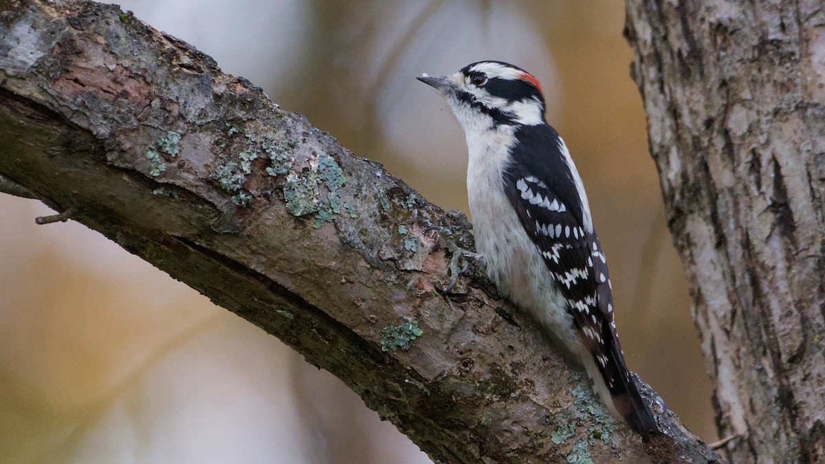 Downy Woodpecker - ML644536084