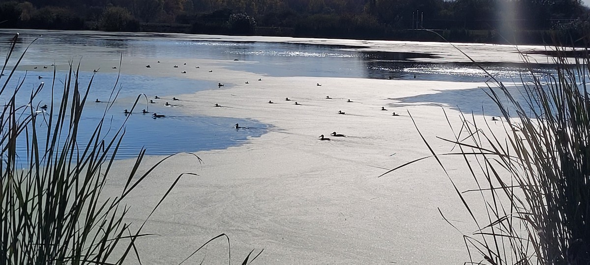 Ruddy Duck - ML644536085