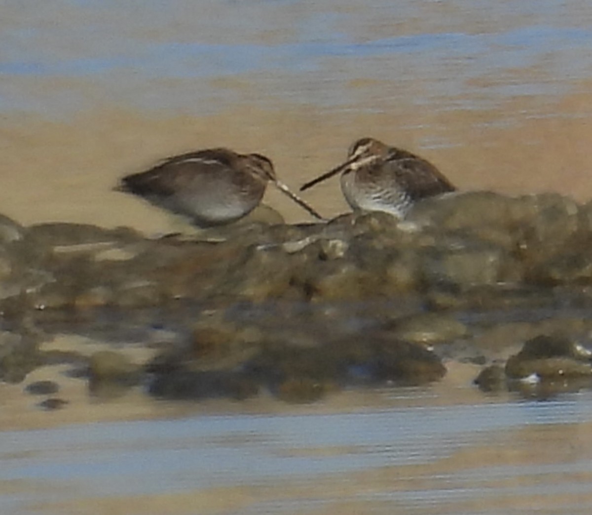 kanadabekkasin - ML644536086