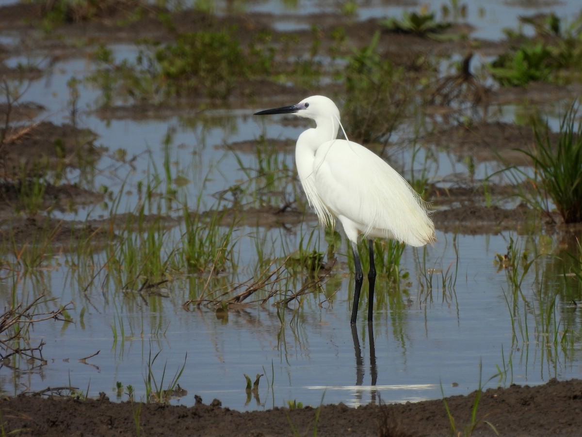 Aigrette garzette - ML644536127