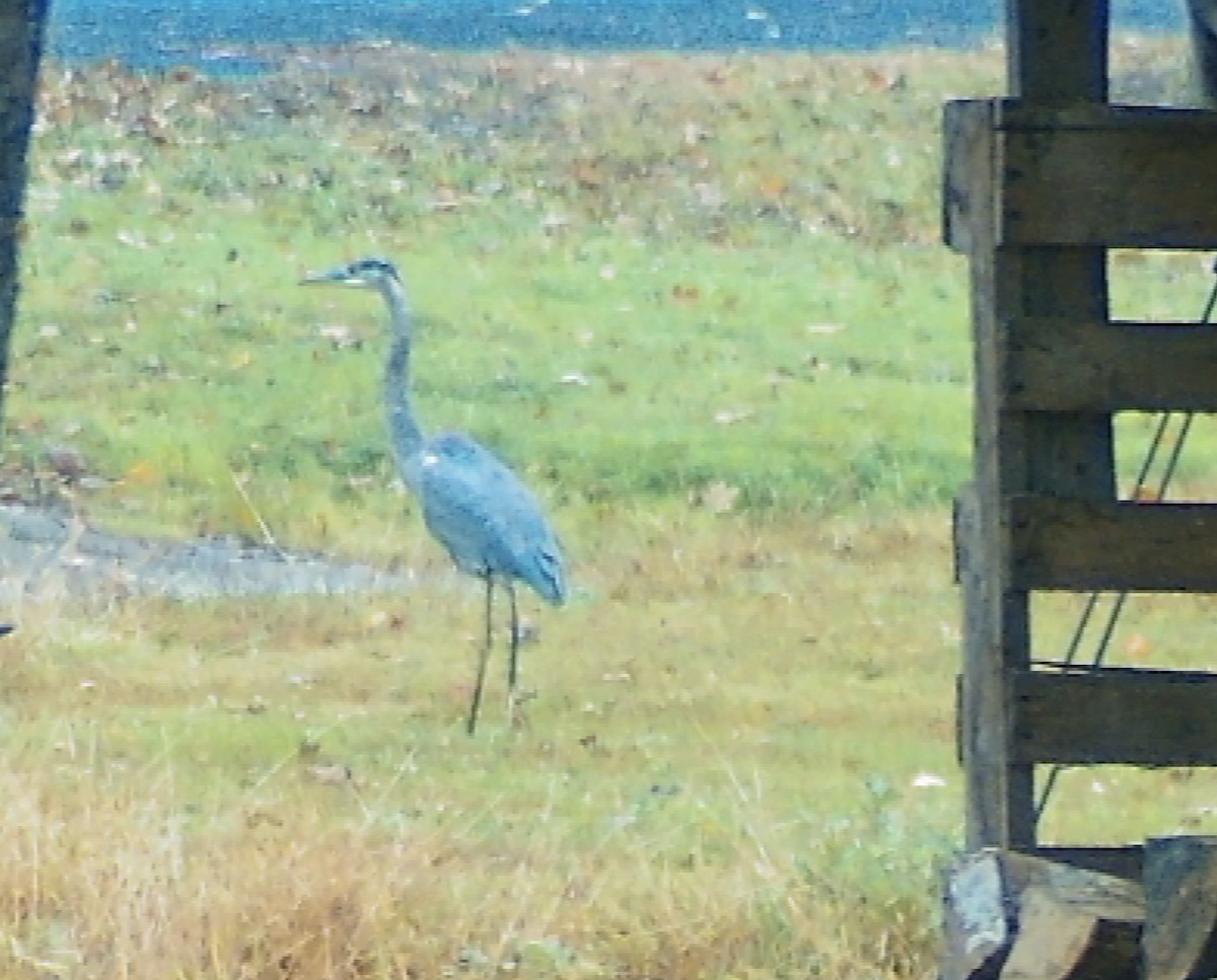 Great Blue Heron - ML644536128