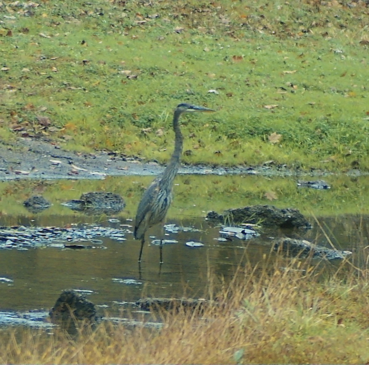 Great Blue Heron - ML644536129