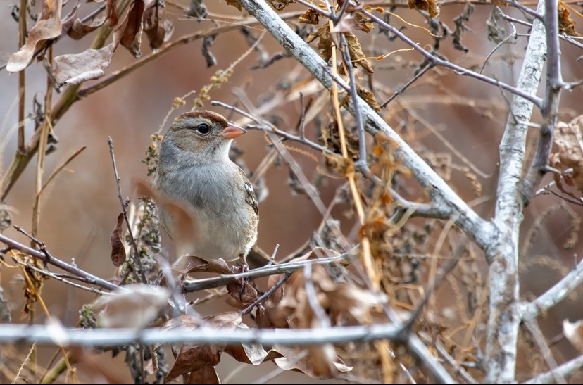 Dachsammer - ML644536132