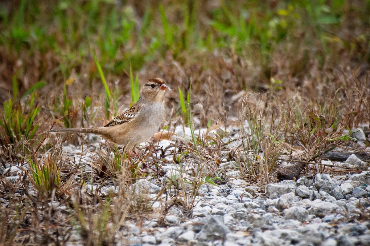 Dachsammer - ML644536133