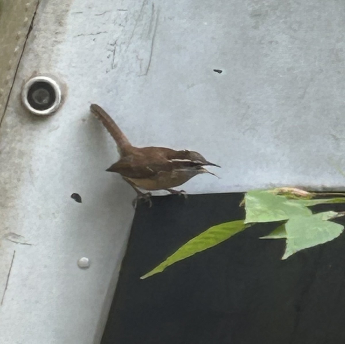 Carolina Wren - ML644536134