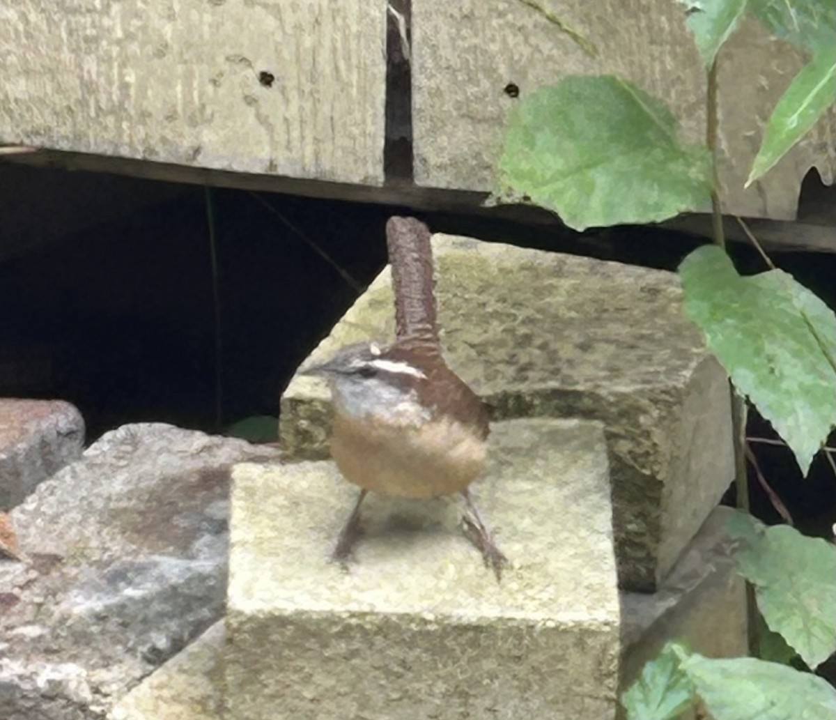 Carolina Wren - ML644536135