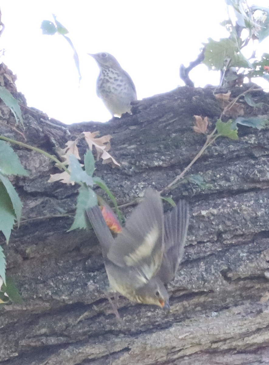 Swainson's Thrush - ML644536147