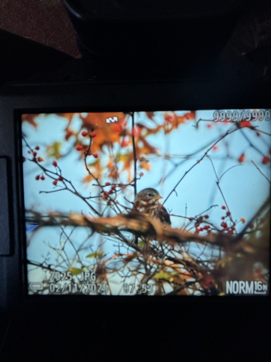 Fox Sparrow - ML644536148