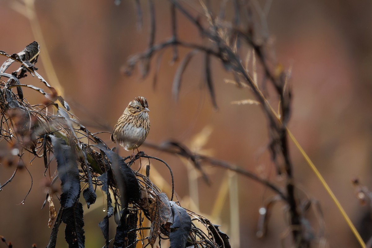 Lincoln's Sparrow - ML644536162