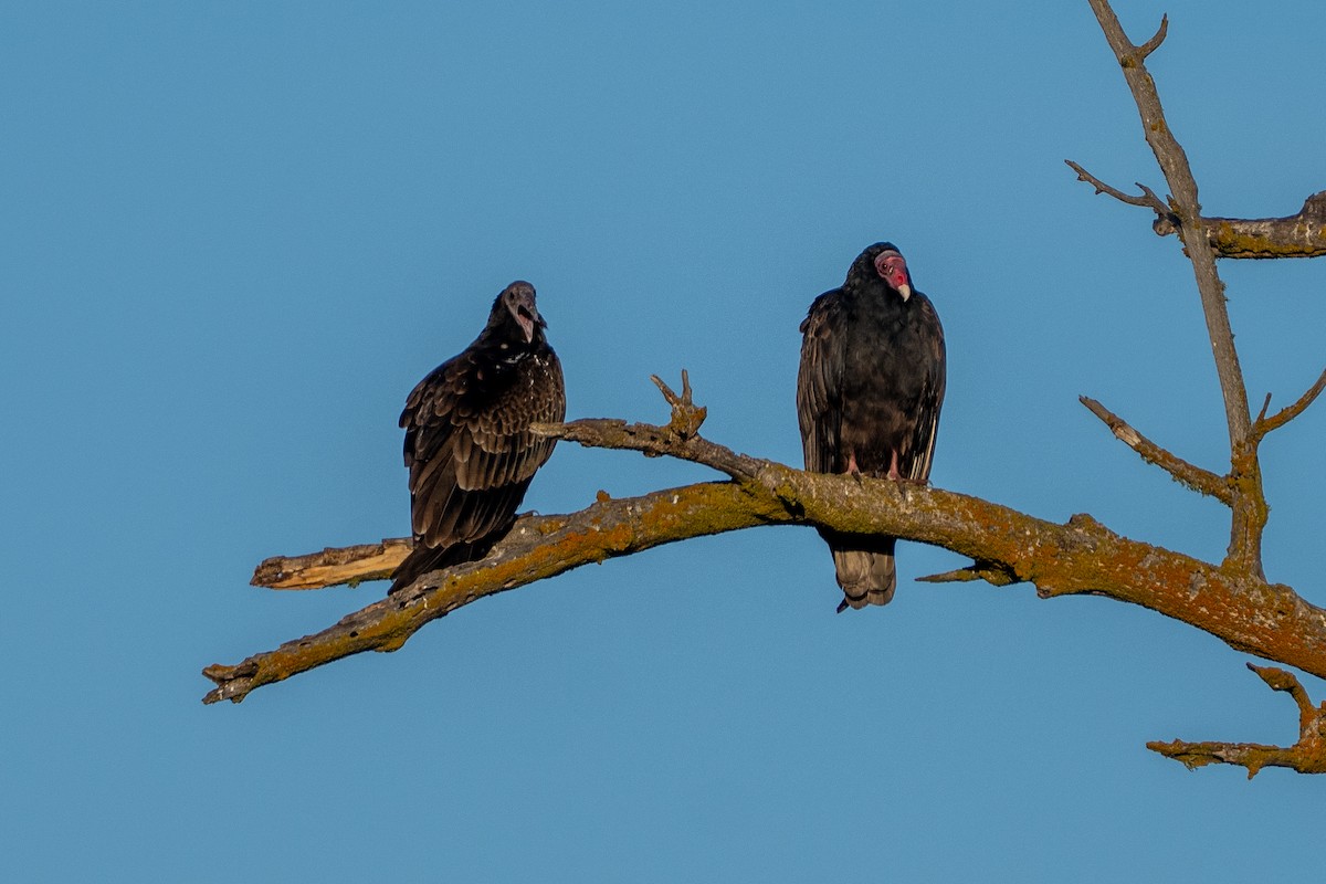 kalkunkondor - ML644536170