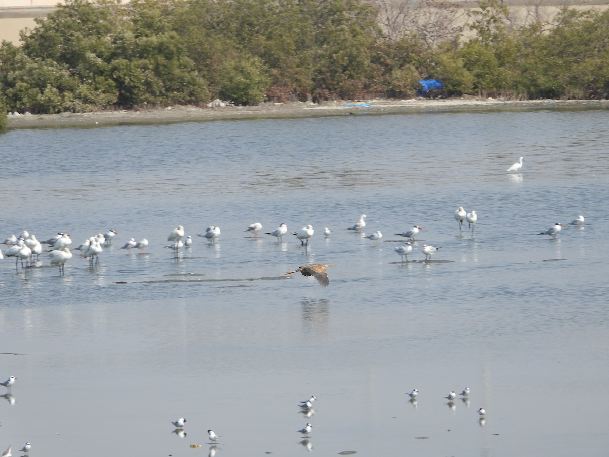 purpurhegre - ML644536173