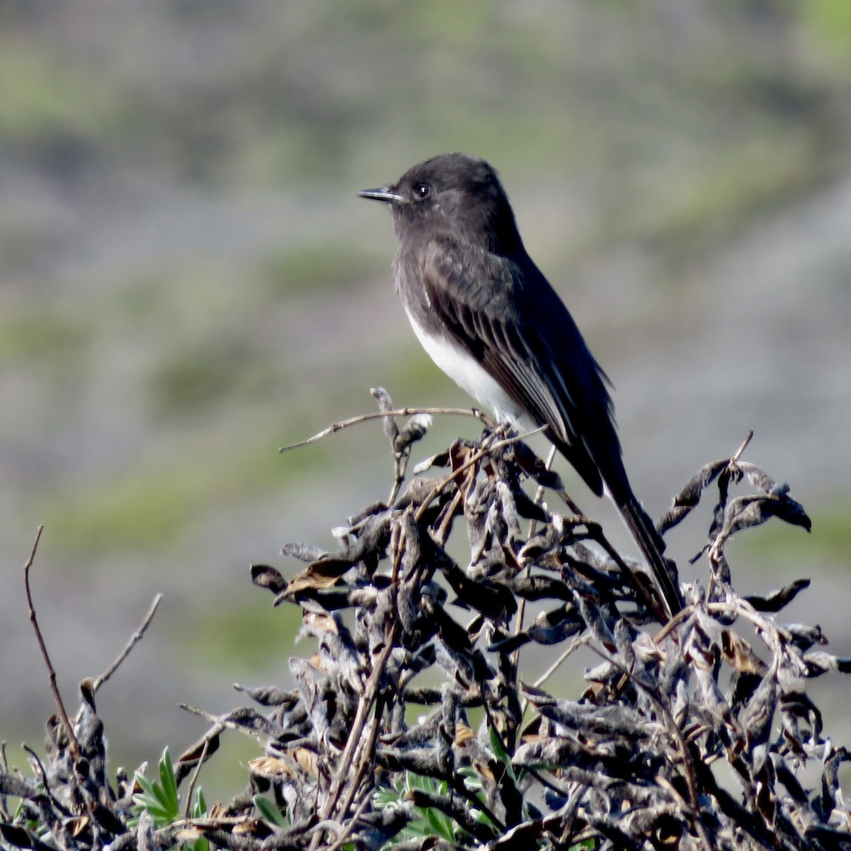 Black Phoebe - ML644536180
