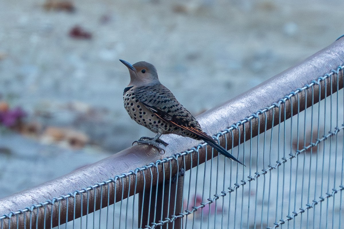 Northern Flicker - ML644536183