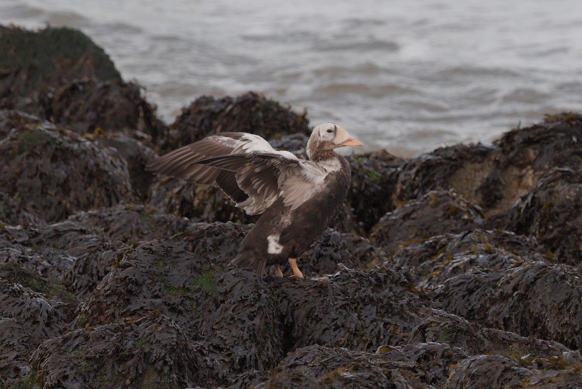 メガネケワタガモ - ML644536187