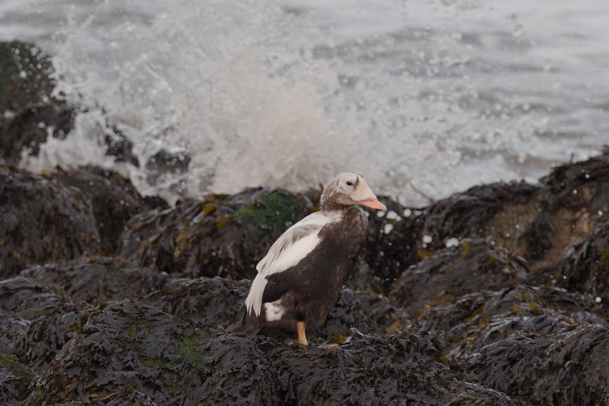 メガネケワタガモ - ML644536188