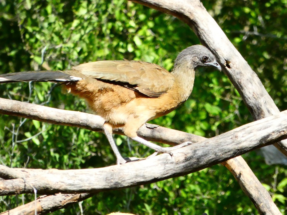 čačalaka obecná - ML644536189