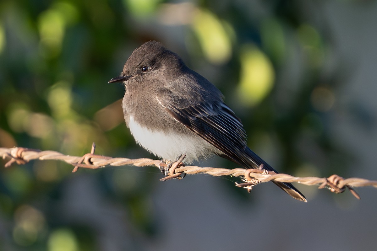 Black Phoebe - ML644536190