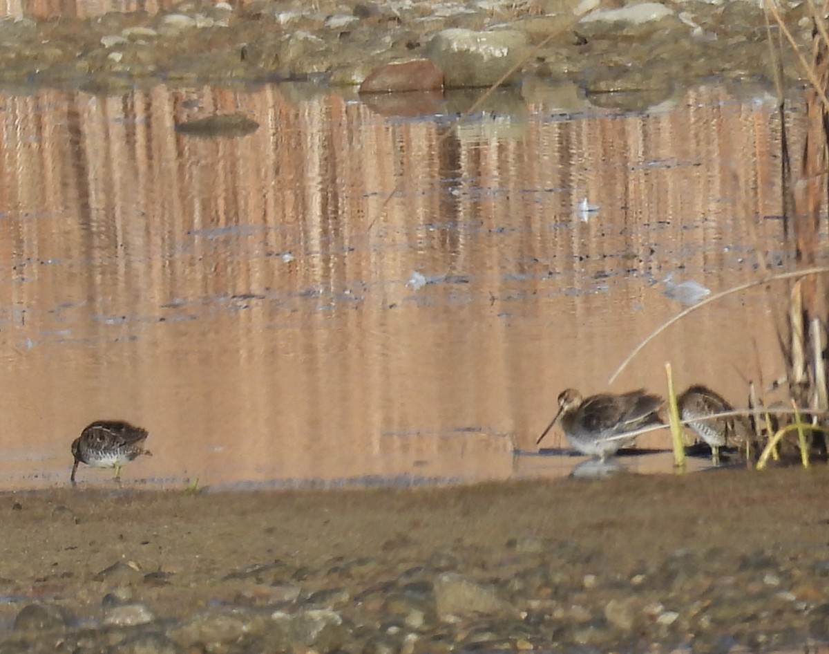 kanadabekkasin - ML644536193