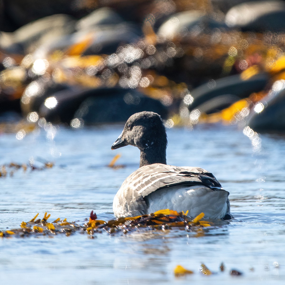 Хар толгойт галуу - ML644536194