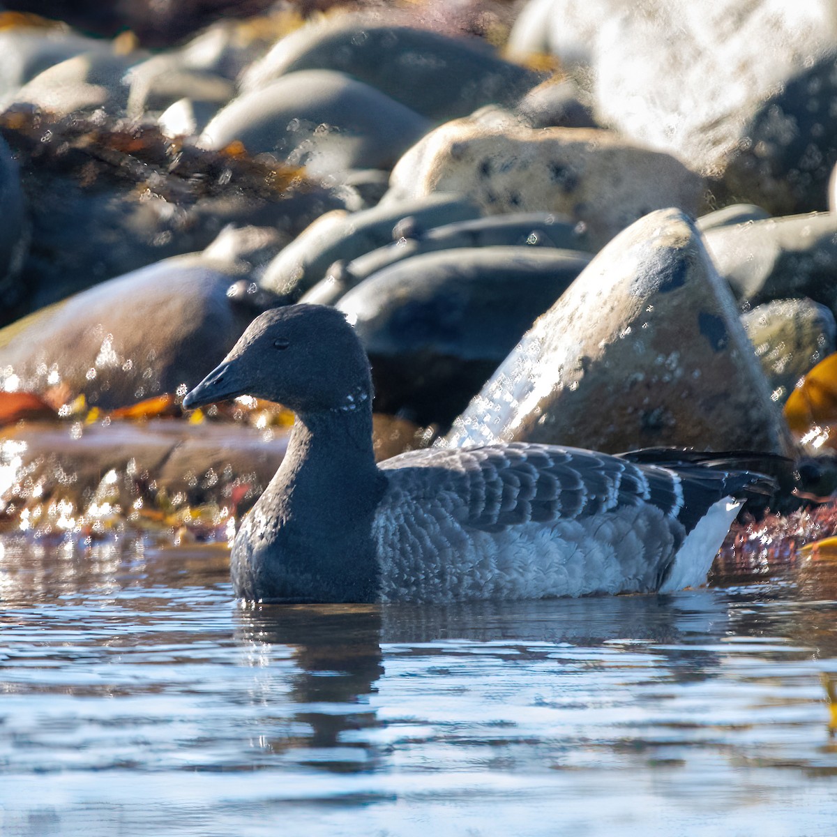 Хар толгойт галуу - ML644536195