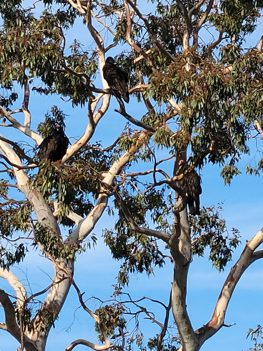 kalkunkondor - ML644536199