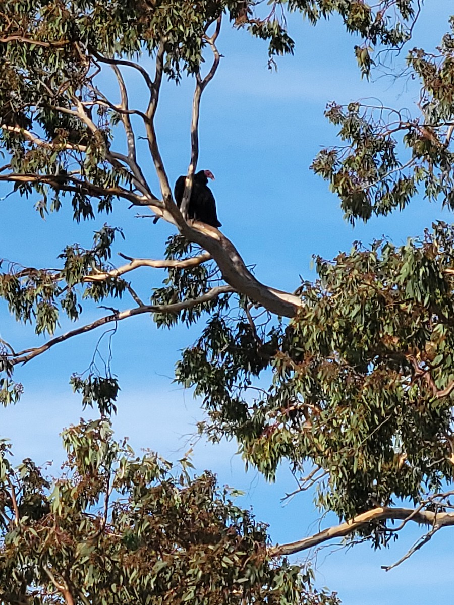 kalkunkondor - ML644536200