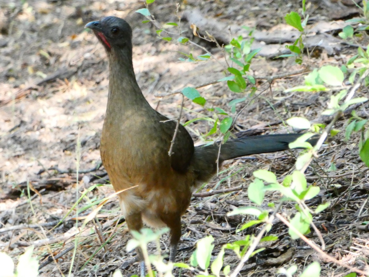 čačalaka obecná - ML644536202