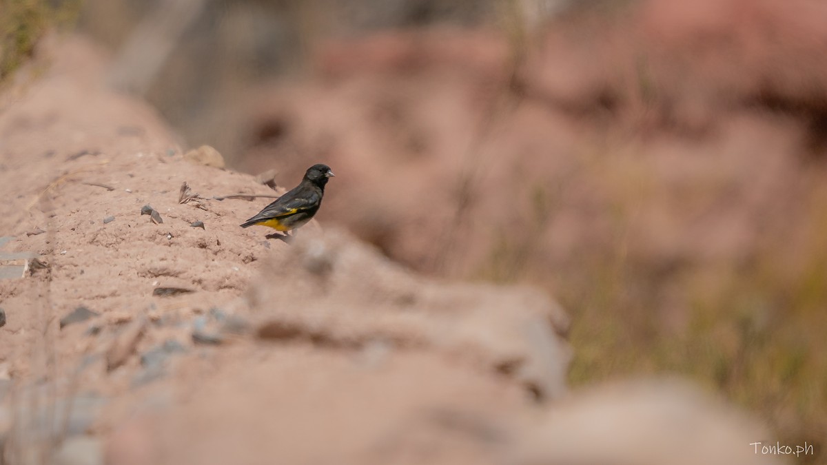 Black Siskin - ML644536219