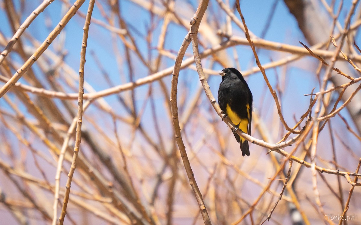 Black Siskin - ML644536220