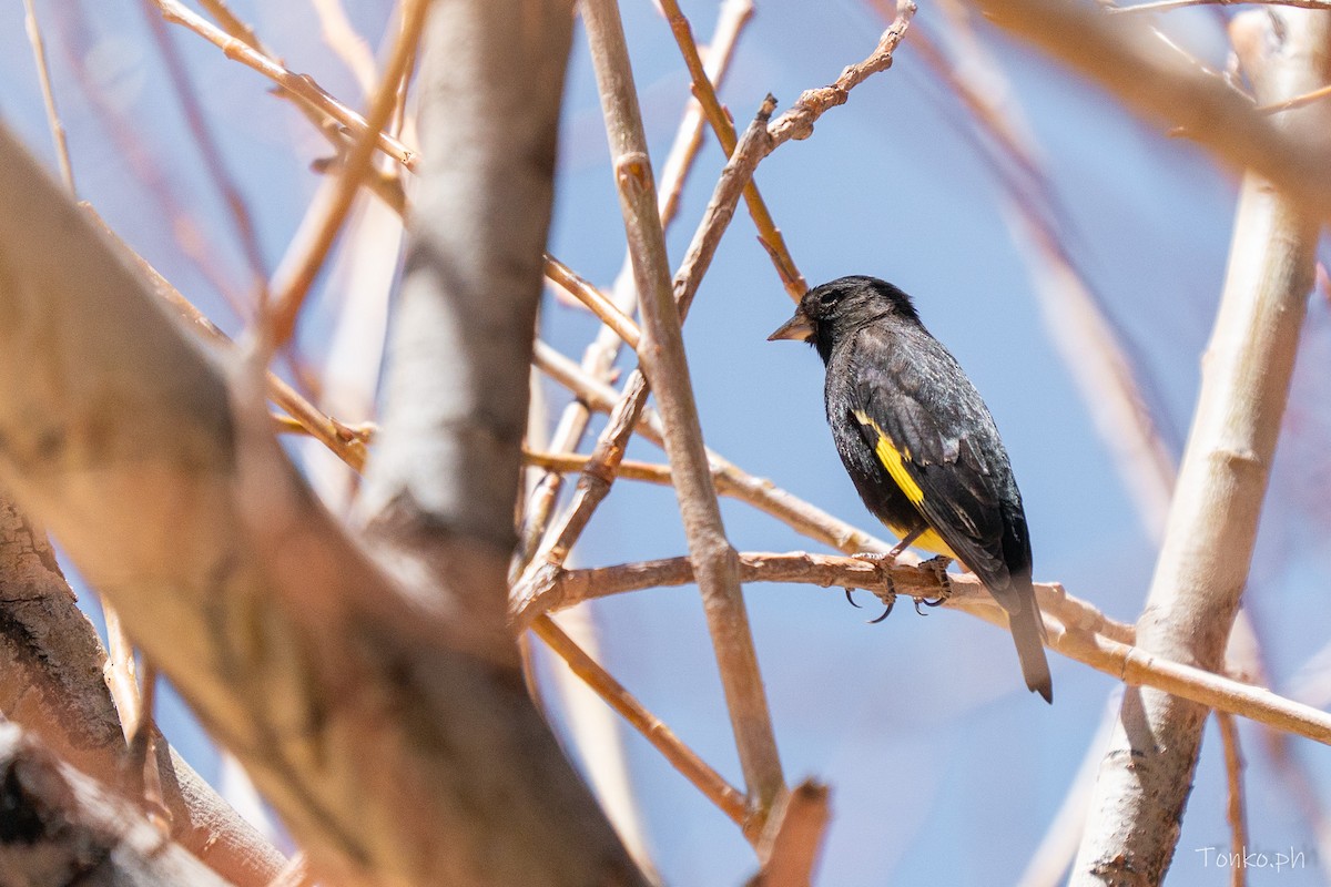 Black Siskin - ML644536221