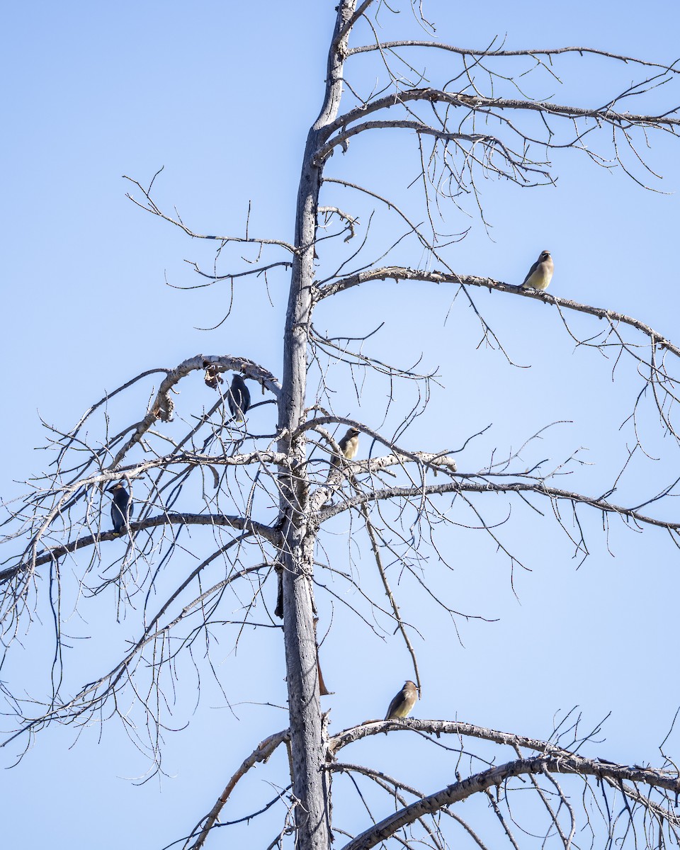 Cedar Waxwing - ML644536222