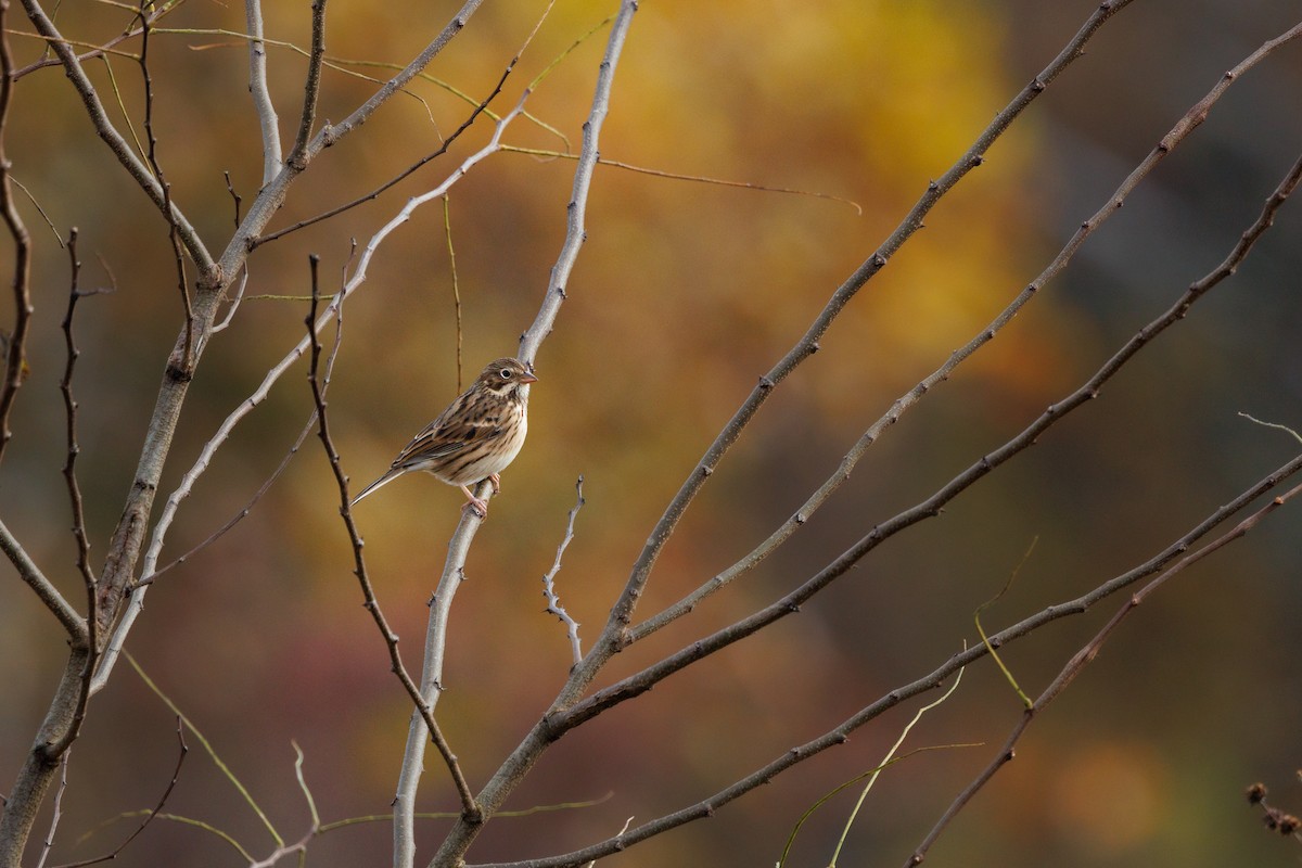 Vesper Sparrow - ML644536223