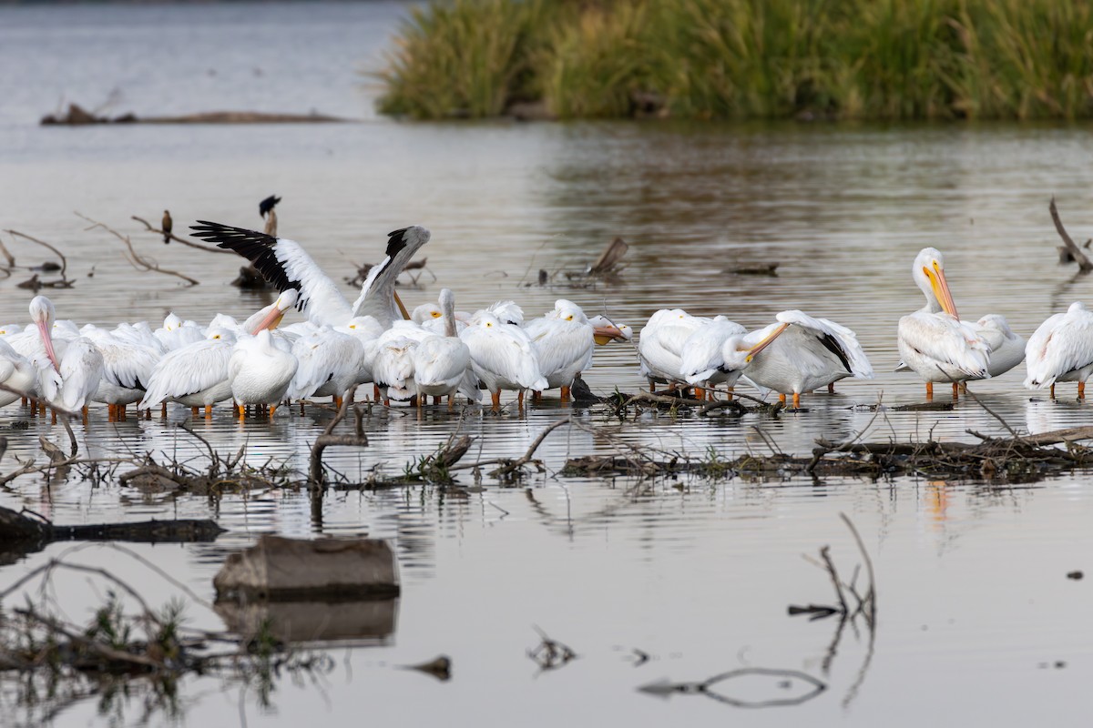 Пеликан-носорог - ML644536224