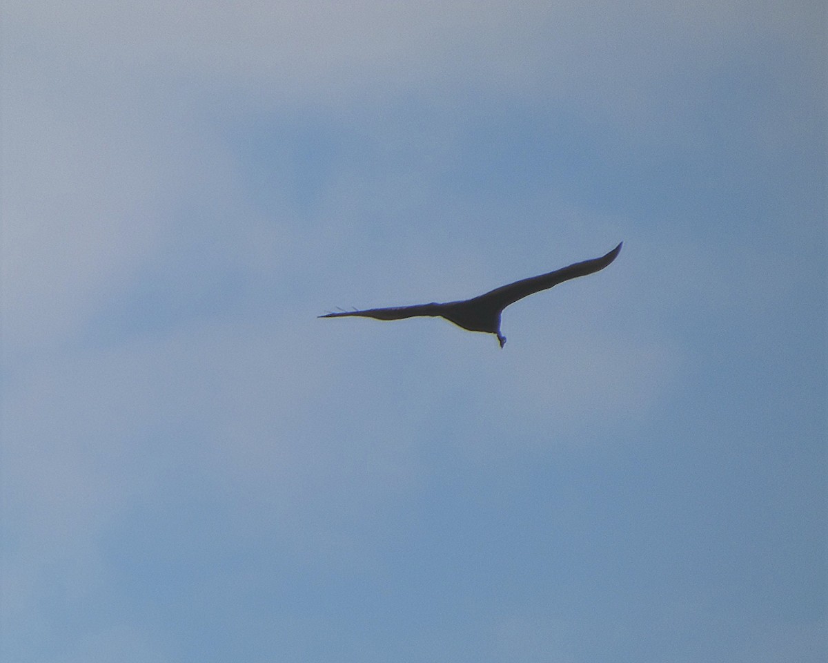 kalkunkondor - ML644536226