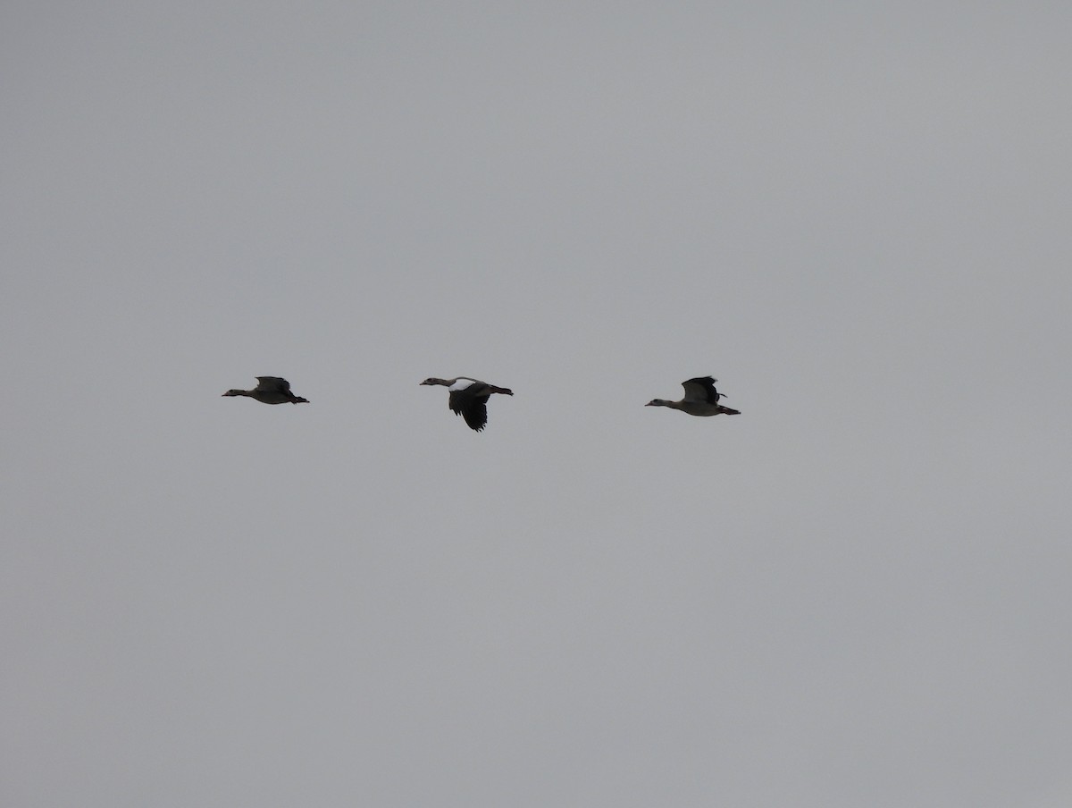 Ouette d'Égypte - ML644536230