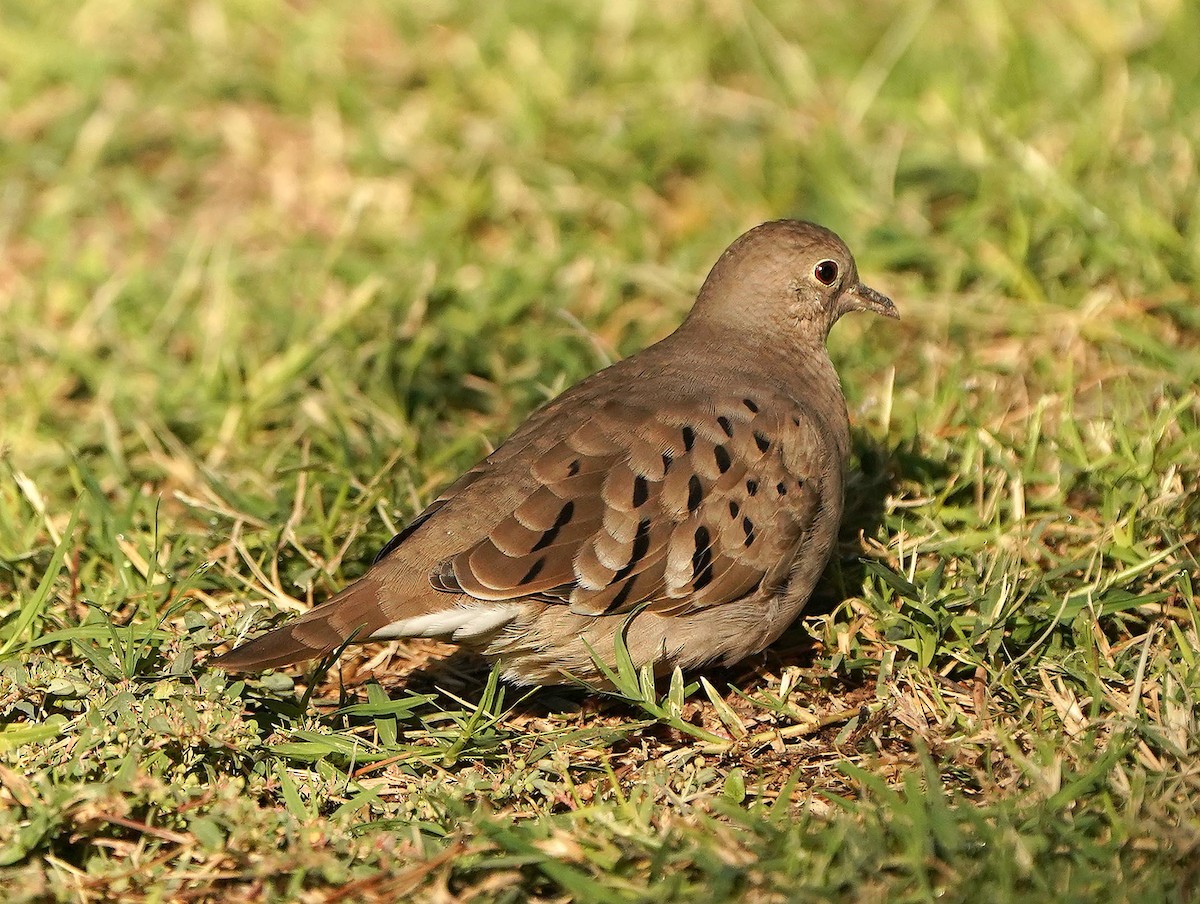 Ruddy Ground Dove - ML644536231