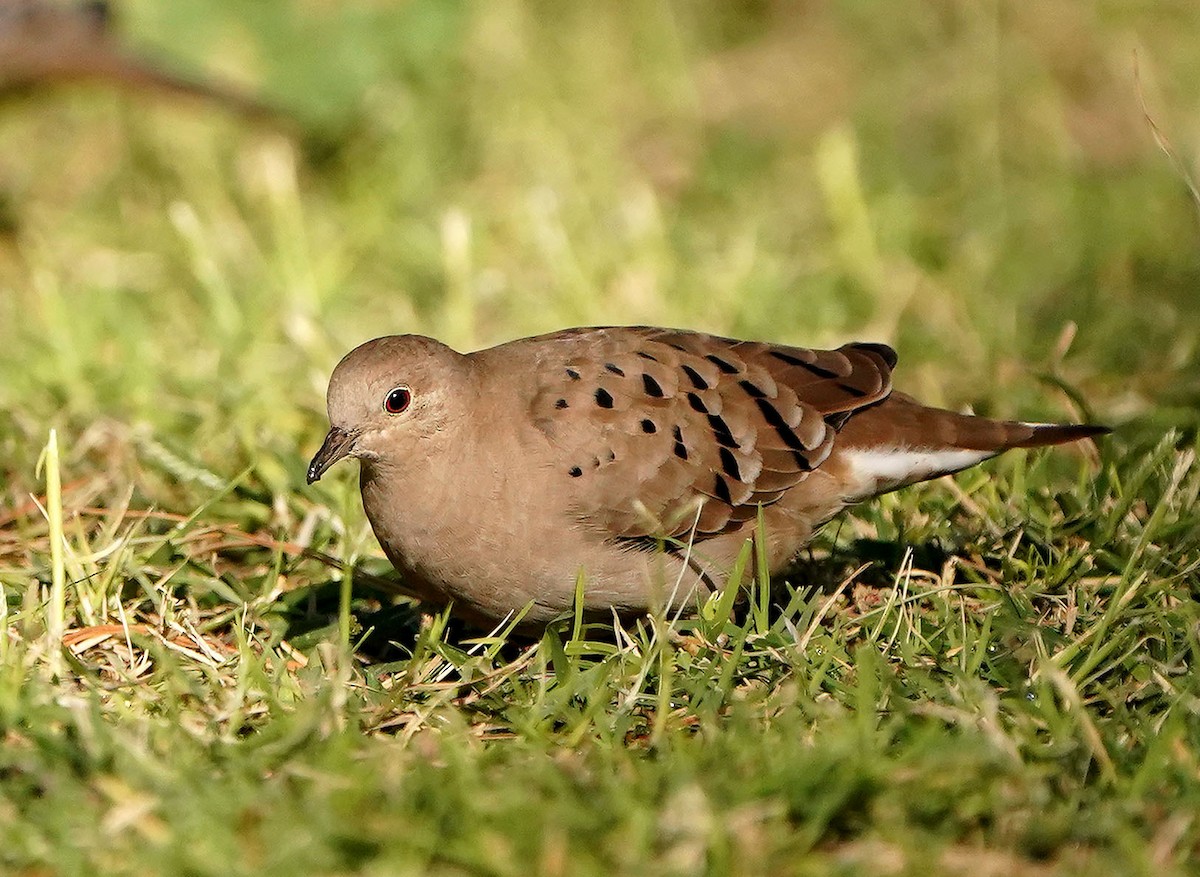 Ruddy Ground Dove - ML644536232