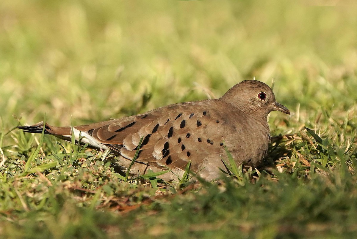 Ruddy Ground Dove - ML644536233