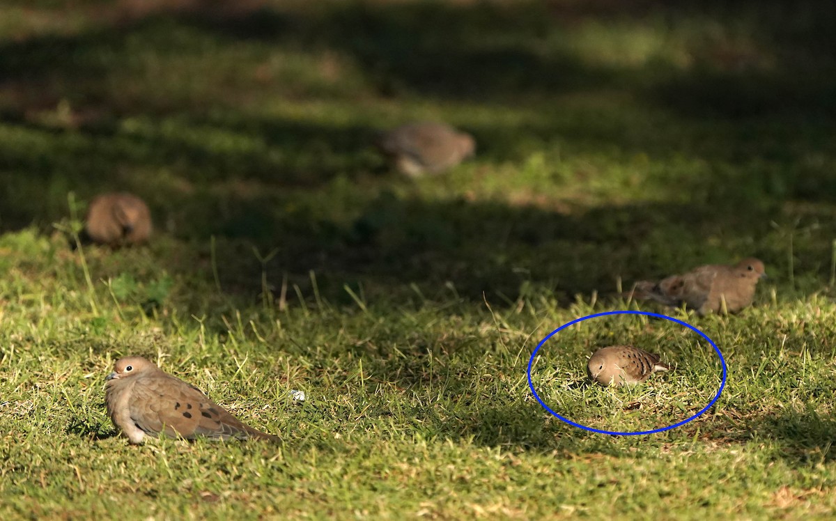 Ruddy Ground Dove - ML644536234