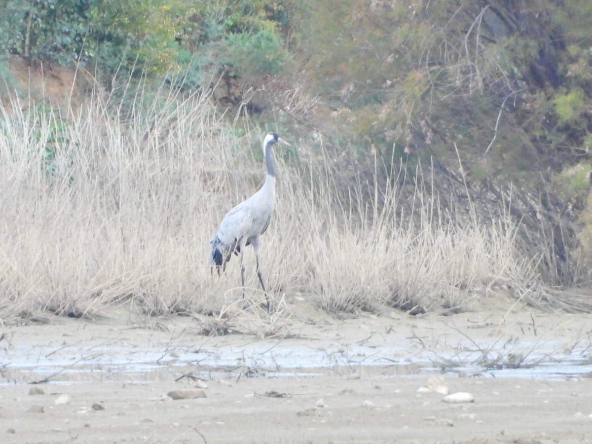 クロヅル - ML644536239